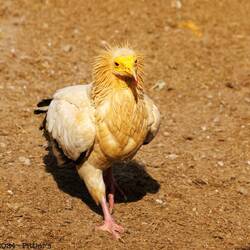 Percnoptère d'Egypte