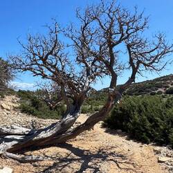 Die Zeder nachdem sich der Strand zeigt