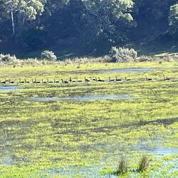 Line of black swans