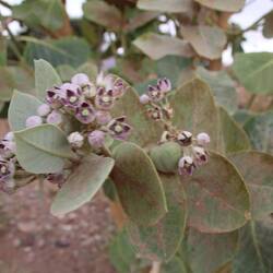 Blüte und Früchte, leider giftig