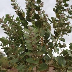 Die Wüstenpflanze Oscher