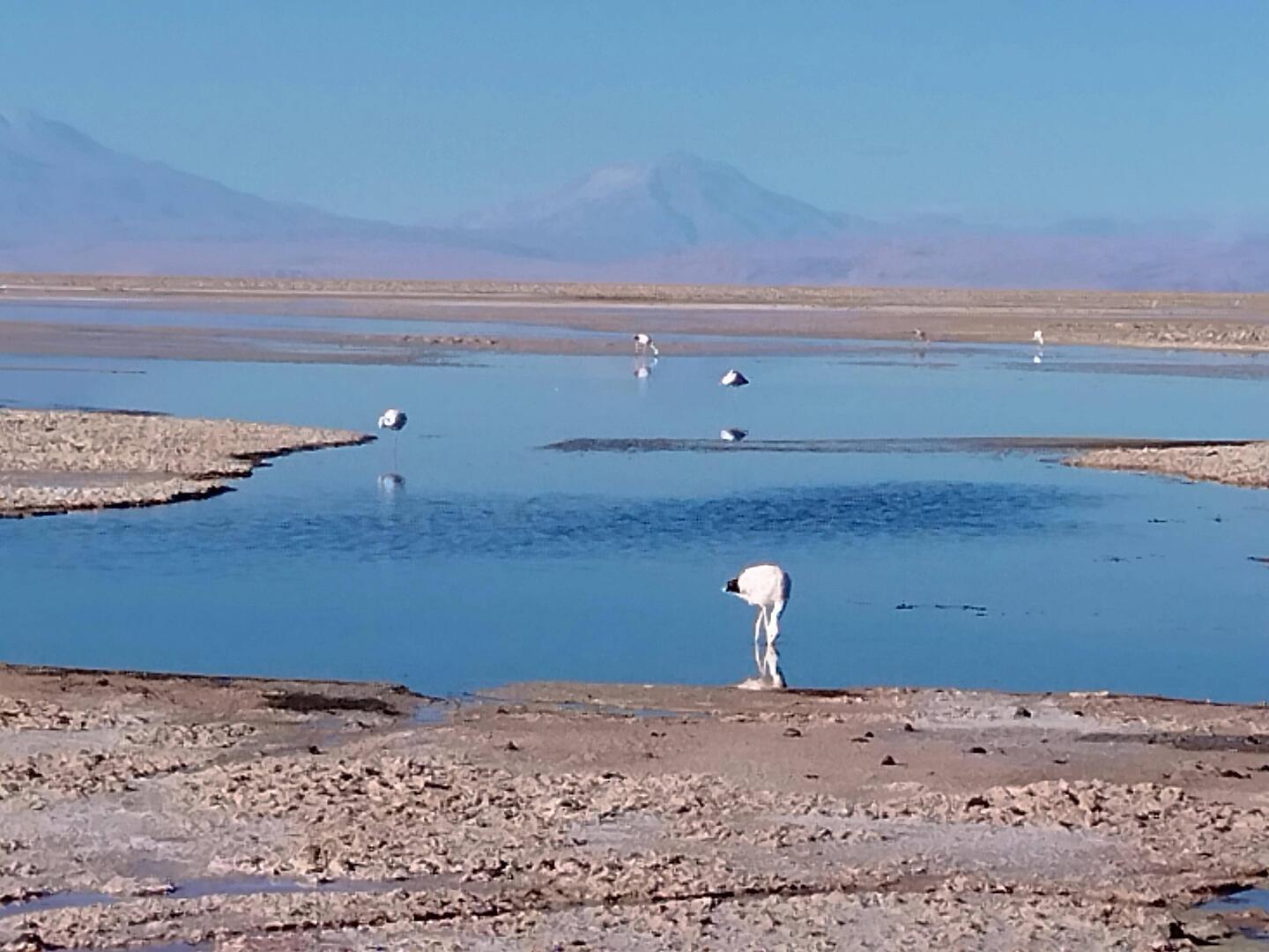 Reserva Flamingos Sslar Soncor