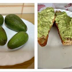 Avocados from Francisco's tree and rolls from the panadería