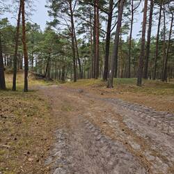 ..durch den Wald auf sandigen Pfaden.