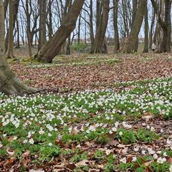 Buschwindröschen tauchen immer mal wieder auf, wo Sonne hinfällt.