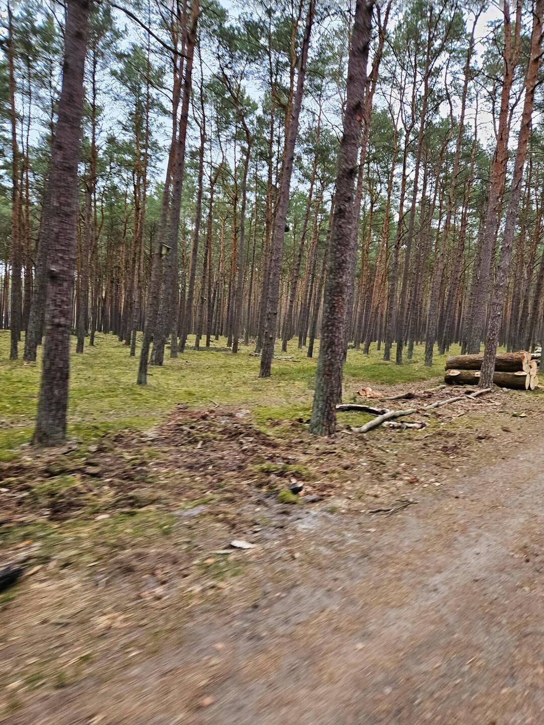 ..durch Kiefernwald