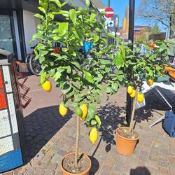 Zitronenbäumchen mit reichlich Früchten