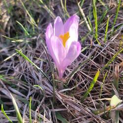 ein weiterer ständiger Begleiter! Krokusse sind in der Tatra allgegenwärtig