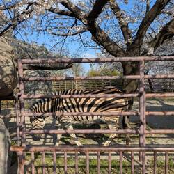 Bonjour monsieur le zèbre