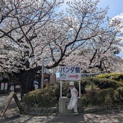 Des cerisiers à foison