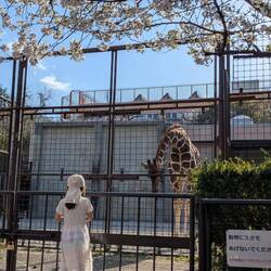 Bonjour madame la girafe