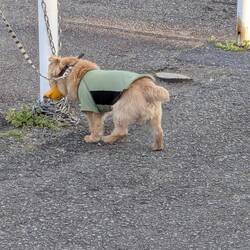 Un chien au bec de canard ?