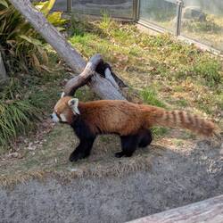 Le Panda roux (Aggretsuko, pour ceux qui ont la référence)