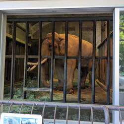 Le déjeuner de l'éléphant