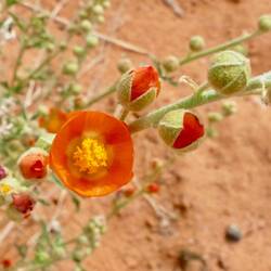 Eine Aprico Farbene Malve