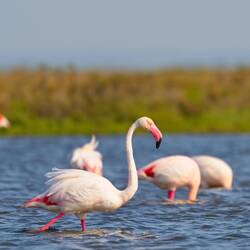 War es dieser Flamingo?