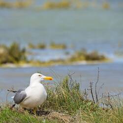 Nein, nur eine Möwe