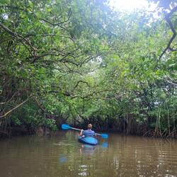 ...ging es in die schönen Mangrovenwälder