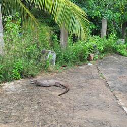 Nicht ganz so kuschelig, aber trotzdem sehr freundlich: der Waran Karl