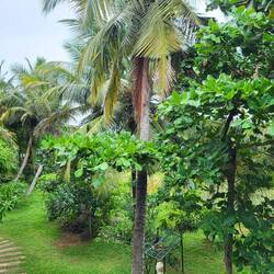 Auch tagsüber besticht der Spielplatz der ansässigen Affen durch viel Grün