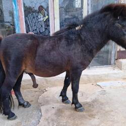 Mein lieber Schwengel