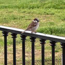 House sparrow on our railing