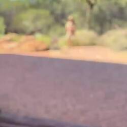 Habicht knackt Emu-Ei 😮