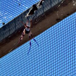 Achtbeinige gibt es auch 🕷️