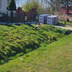 Ein Storch am Wegesrand