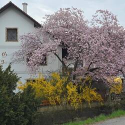 Es blüht an der Zaucha Alm