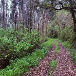 I listened to Leonard Cohen as I walked through the woods. Perfect music for the moment.