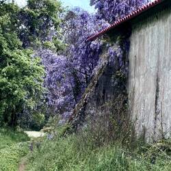 Beautiful wisteria on abandoned building