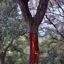Cork tree with bottom bark stripped