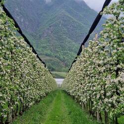 Apfelplantagen soweit das Auge reicht 🍎🍏