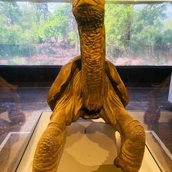 Lonesome George