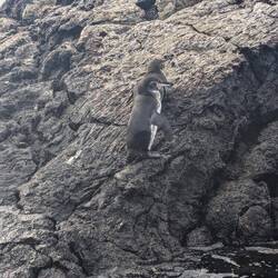 Galapagos-Pinguine
