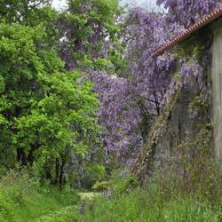 Chinese wisteria, grows crazy!