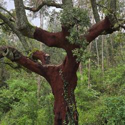 I thought this was such a beautiful tree