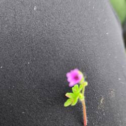 For Violet because she is bored with my poppy pics