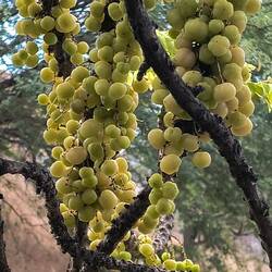 Gooseberries