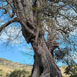 I am waving below (lower right) this gigantic, 700-year-old kapok tree.
