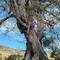 I am waving below (lower right) this gigantic, 700-year-old kapok tree.