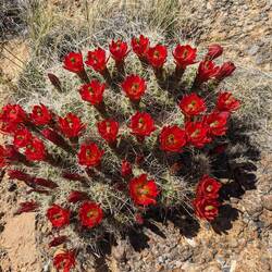 Claret Cup Cactus