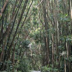 ...sehr viel Bambus...