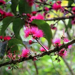 ... Und viel Farbe. Ohia, ein endemischer Baum