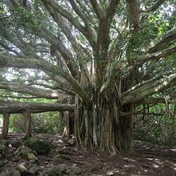 Mit Banyanbäumen...