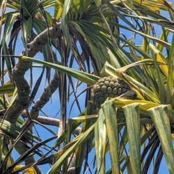Schraubenpalme - nicht zu verwechseln mit Ananas