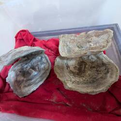 Massive oysters,several million years old