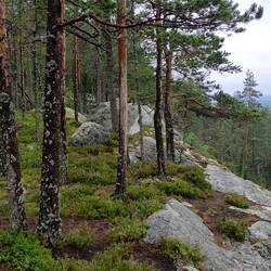 Peak of Vesivaara at 250 meters.