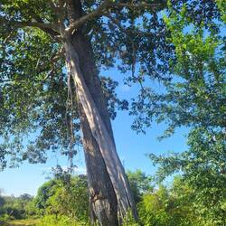Der Baumparasit wird in den nächsten Dekaden seinen Wirt komplett umschließen und so erdrosseln